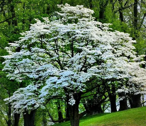 4.5' White Flowering Dogwood Centerpiece Tree