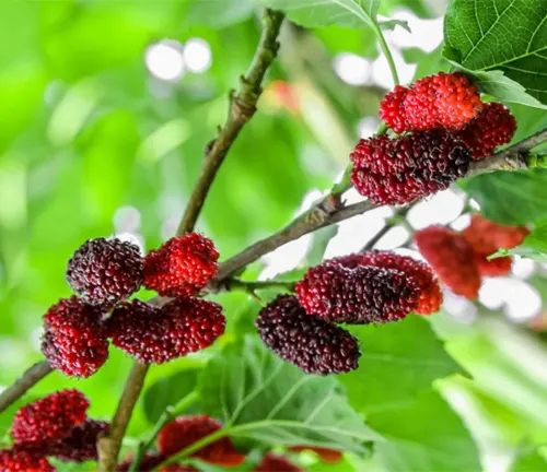 Ripe red mulberries on a tree branch.