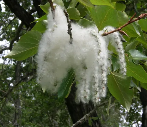 White fluffy substance on a tree branch with green leaves.