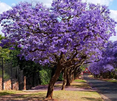 Jacaranda Tree