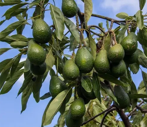 Avocado Tree