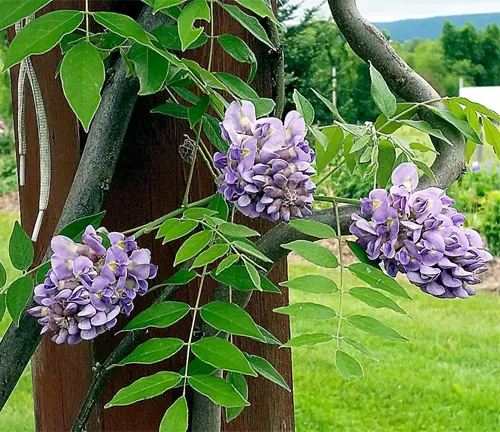 Wisteria Sinensis (Purple) - Fragrant Climbing Vine