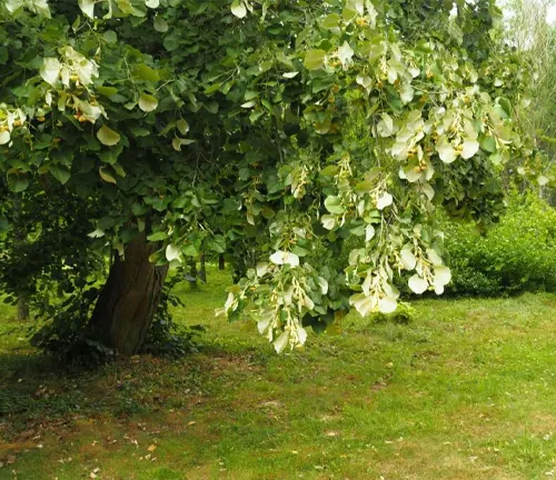 Green Linden  tree in a grassy area.