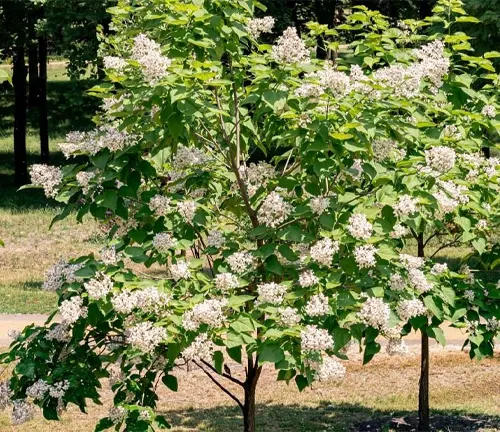 Catalpas Tree with white flowers in a park.