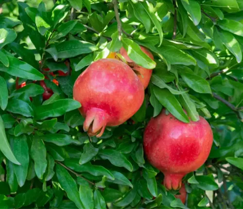 Two red pomegranates on a tree.