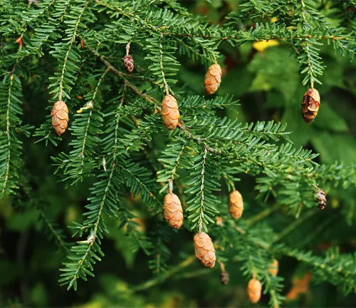 Close-up of pine cones on hemlock tree branches.
