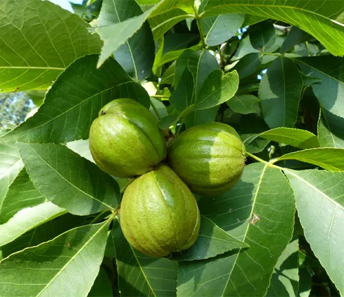 Three green nuts on tree branch.