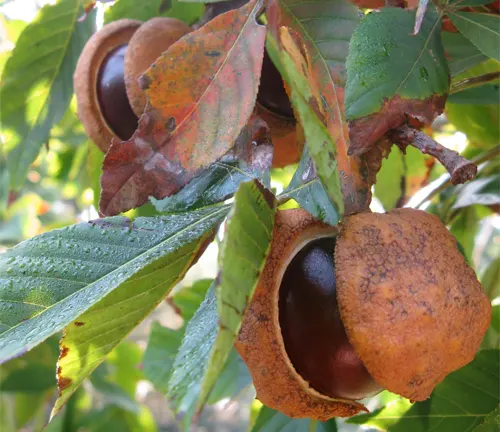 Close up of chestnuts on a tree branch with green leaves.