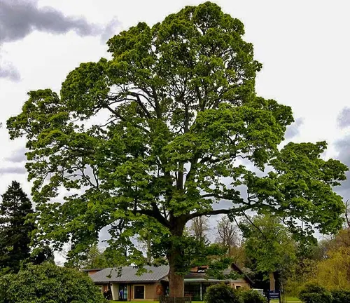 A large american sycamore tree in a park with a building in the background.