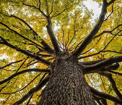 View from below of a elm tree with yellow leaves and dark branches against a bright blue sky.