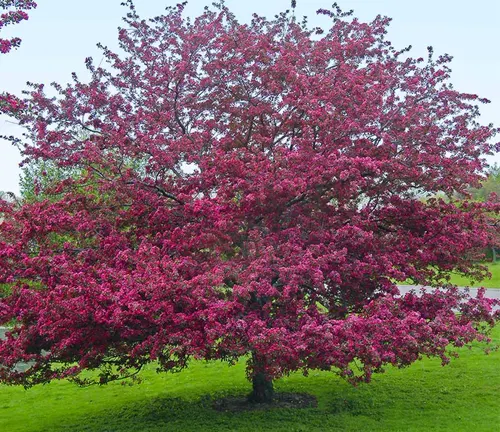 Blooming pink crabapple tree in a green field.