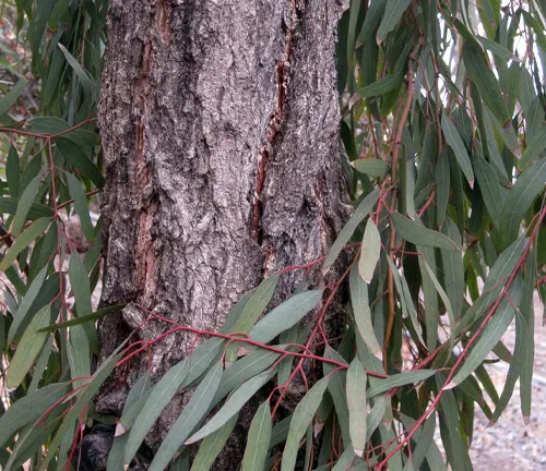 Eucalyptus nicholii