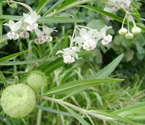 Hairy Balls Milkweed
