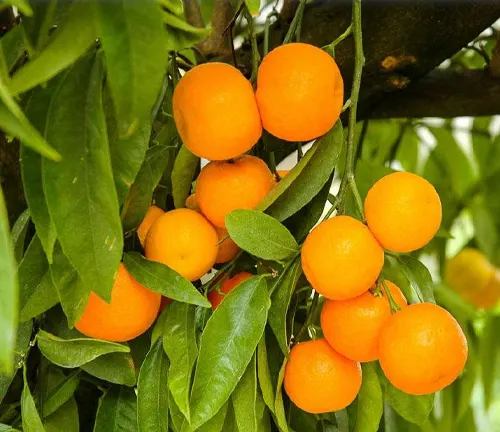 Cluster of orange Citrus clementina (clementines) on a tree with green leaves