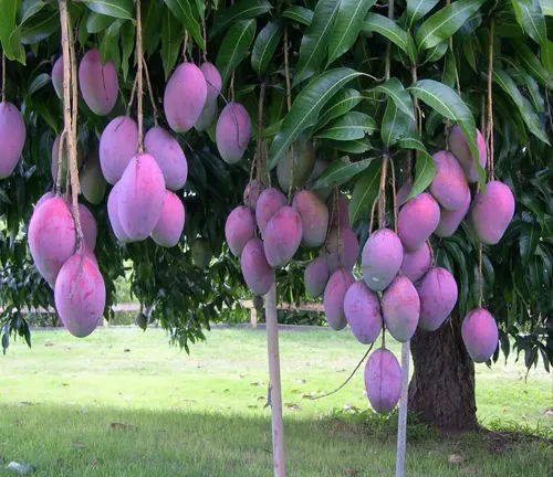 Palmer Mango Tree