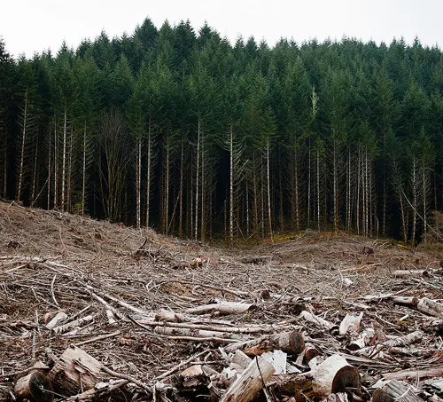 Clearcut area in a forest depicting the need for sustainable practices