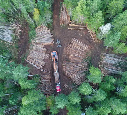 Aerial view of a logging site in a forest, highlighting the importance of sustainable practices