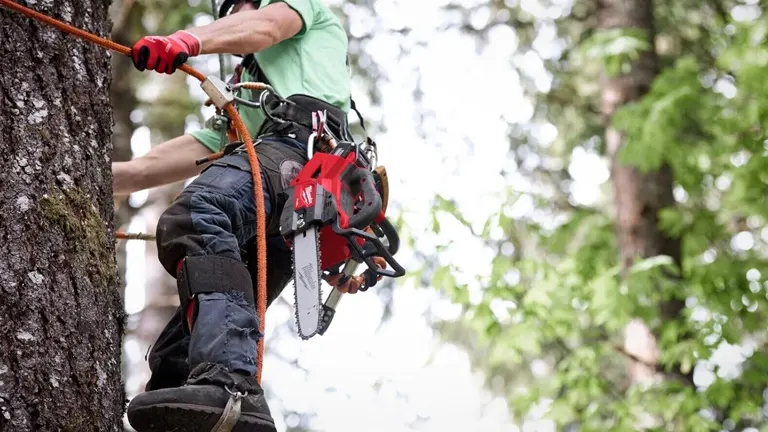 Person in green shirt and red helmet climbing a tree with a chainsaw and safety equipment.