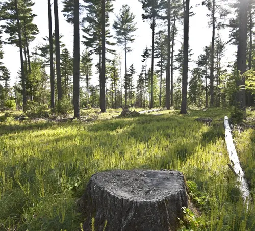 Forest scene with a focus on a tree stump, symbolizing the need for sustainable forest management