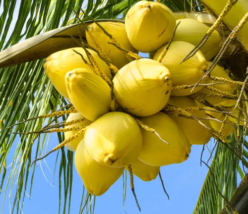 Yellow coconuts hanging from a palm tree.