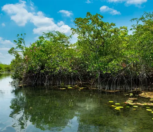 Mangrove Trees