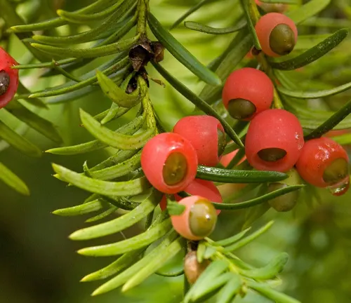 Close-up of red berries on green plant