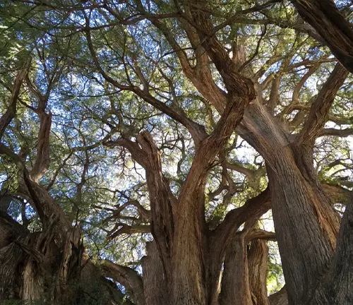 Majestic Tule Tree in a park.