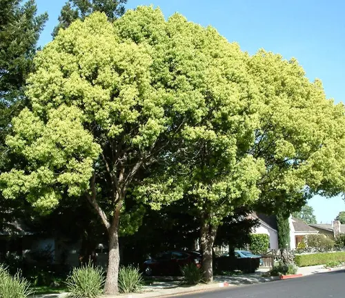 Large Camphor tree in a neighborhood.