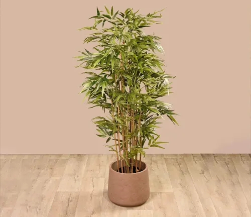 Potted bamboo tree against a pink wall.