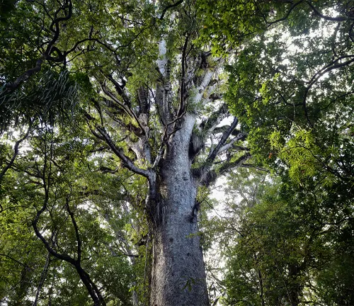 Kauri tree in forest