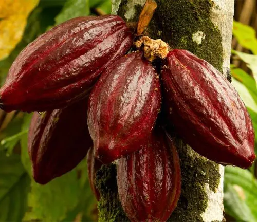 Close-up of cacao pods on tree trunk.