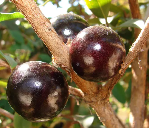 Ripe Jabuticaba fruit on tree branch