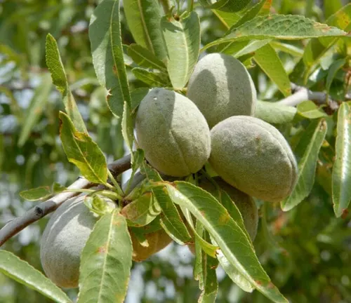 Close up of Valencia Almond Tree with fuzzy fruits