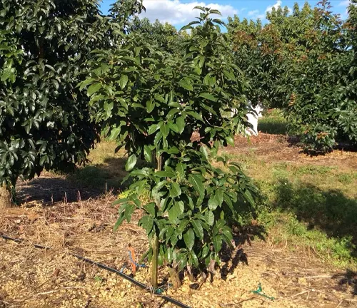 Young Bacon Avocado tree bearing fruit in an orchard