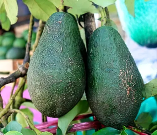 Two Pinkerton Avocados hanging from a tree branch