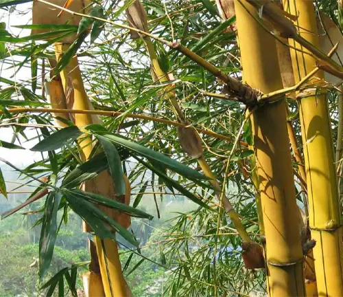 Close-up of bright yellow Golden Bamboo stalks with green leaves