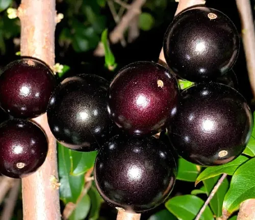 Ripe Jabuticaba berries on tree
