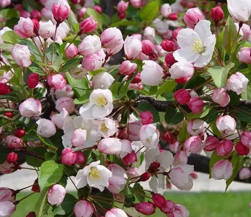 Sargent Crabapple Tree with pink and white flowers