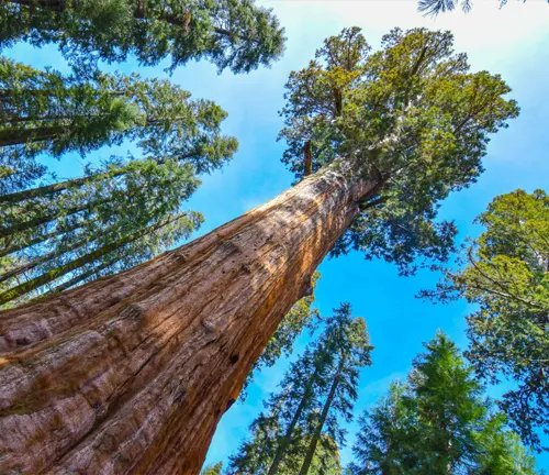 Low-angle view of General Sherman Tree