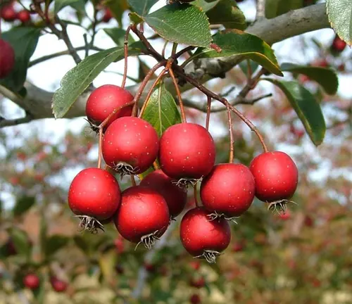 Close-up of vibrant red Hawthorn berries on a branch with green leaves