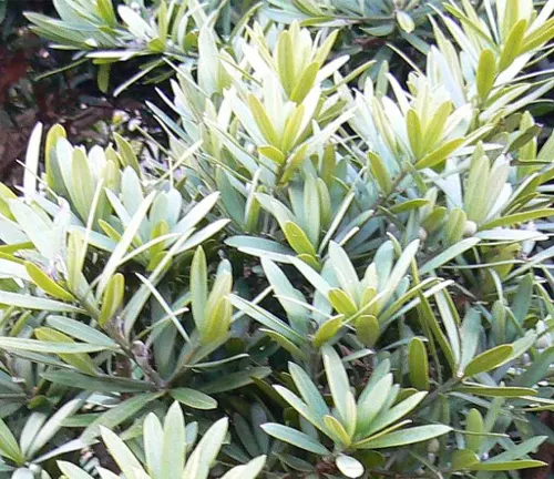 Close-up of green and yellow leaves of a Yellowwood plant arranged in a radial pattern