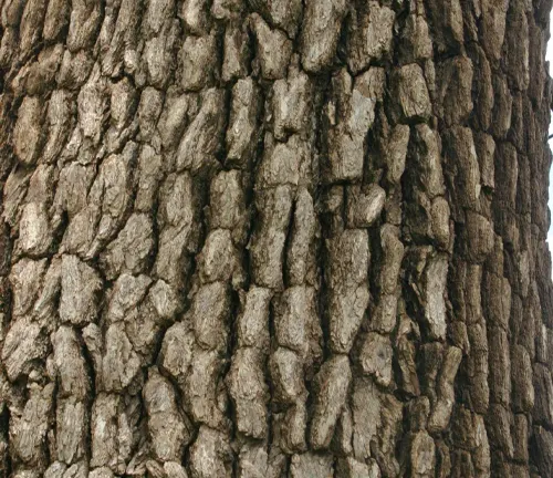 Close-up of the rough, gray bark of a Leadwood Tree with deep grooves and ridges