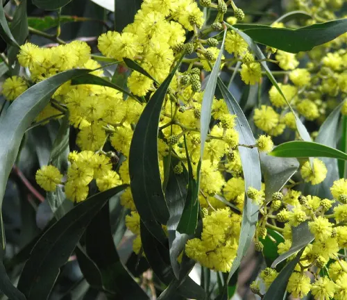Close-up of bright yellow, round Golden Wattle flowers and long green leaves with a blurred background