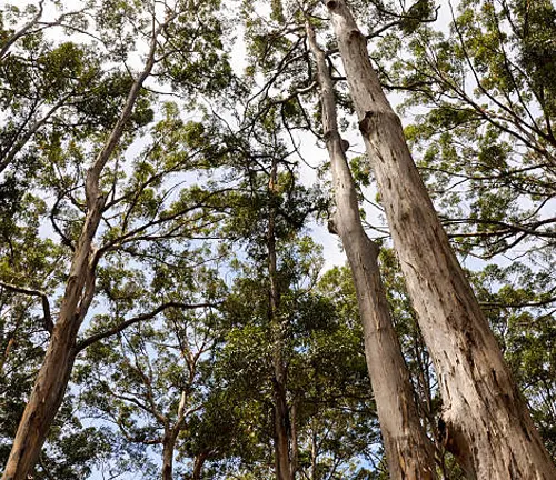 Tall Karri trees with green leaves and peeling bark reaching towards a blue sky in a forest setting