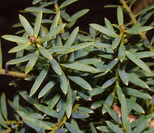Close up of Totara Tree leaves and buds