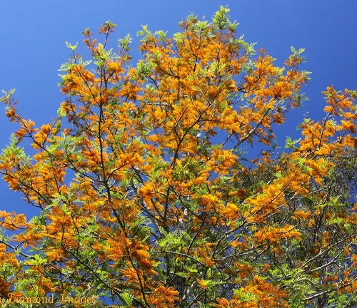 A Silky Oak tree in full bloom, showcasing vibrant orange flowers against a clear blue sky