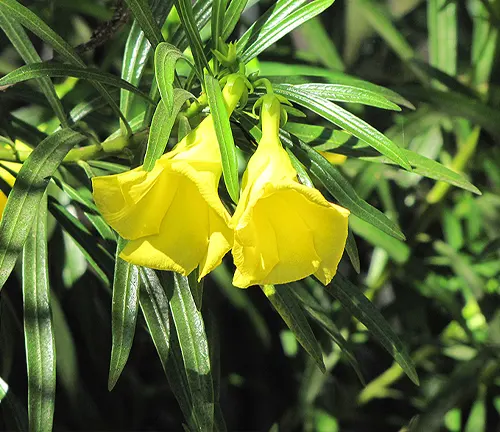 Close-up of two vibrant Yellow Oleander flowers amidst lush green leaves