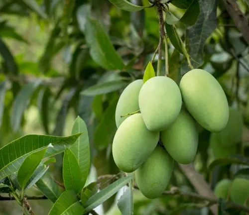 A mango tree with a dense, leafy canopy providing shade and clusters of ripening golden mangoes hanging from its branches
