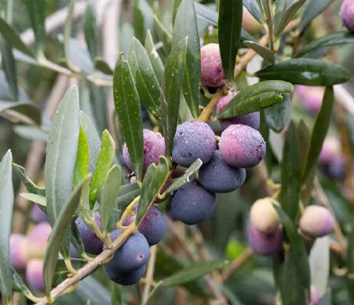 Close-up of purple olives on an olive tree branch