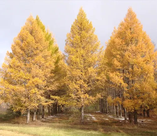 Yellow-leaved Siberian Larch trees in a snowy field under a cloudy sky